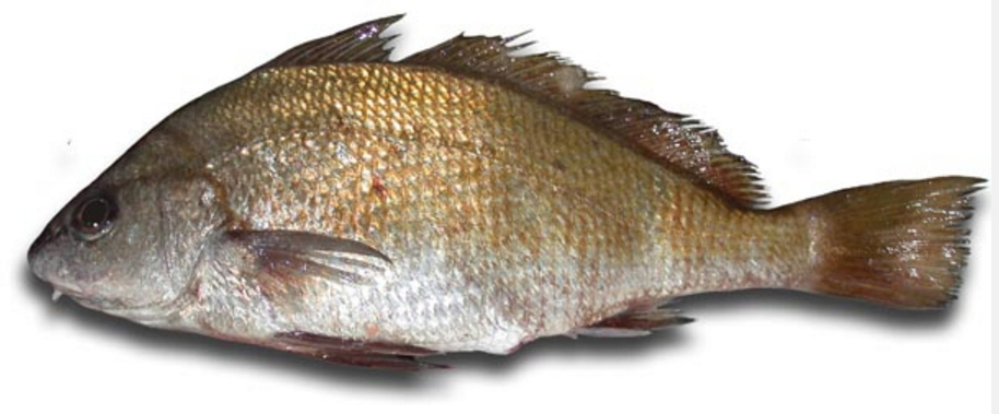 Umbrina canariensis_02.jpg